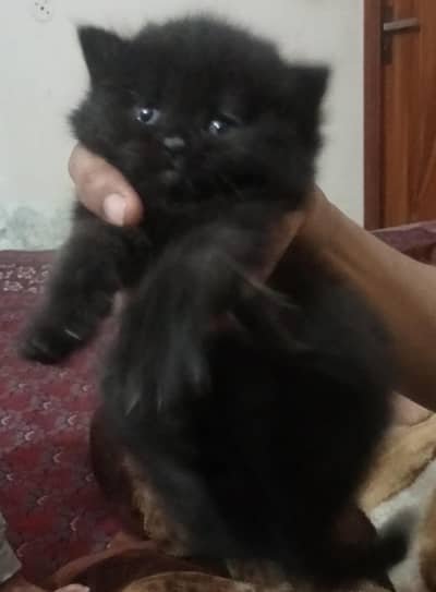 Persian kitten for sale