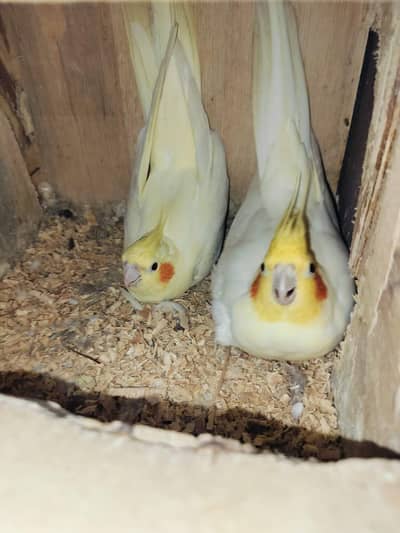 cocktail breeder pair