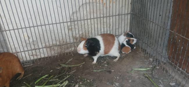 guinea pig babies and breeder pairs