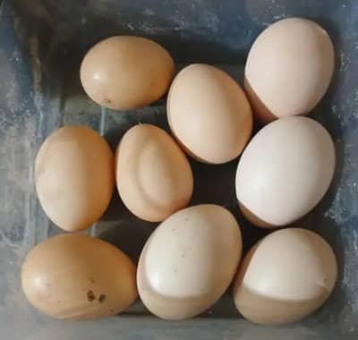 haivy golden buff eggs