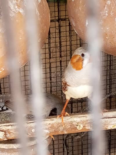 Finches for sale