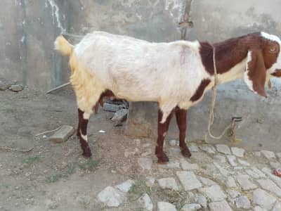 babri tyar bkri for sale duxra wara 10 din Baki hain