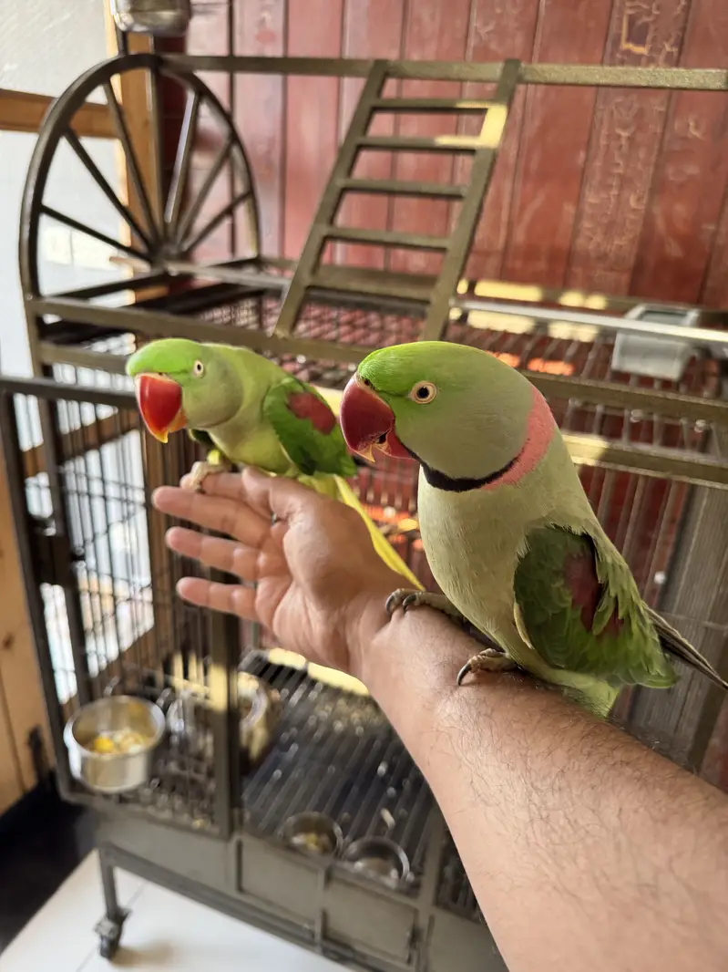 Adult Raw Pair Breeding Pahari Kashmiri — photo 2