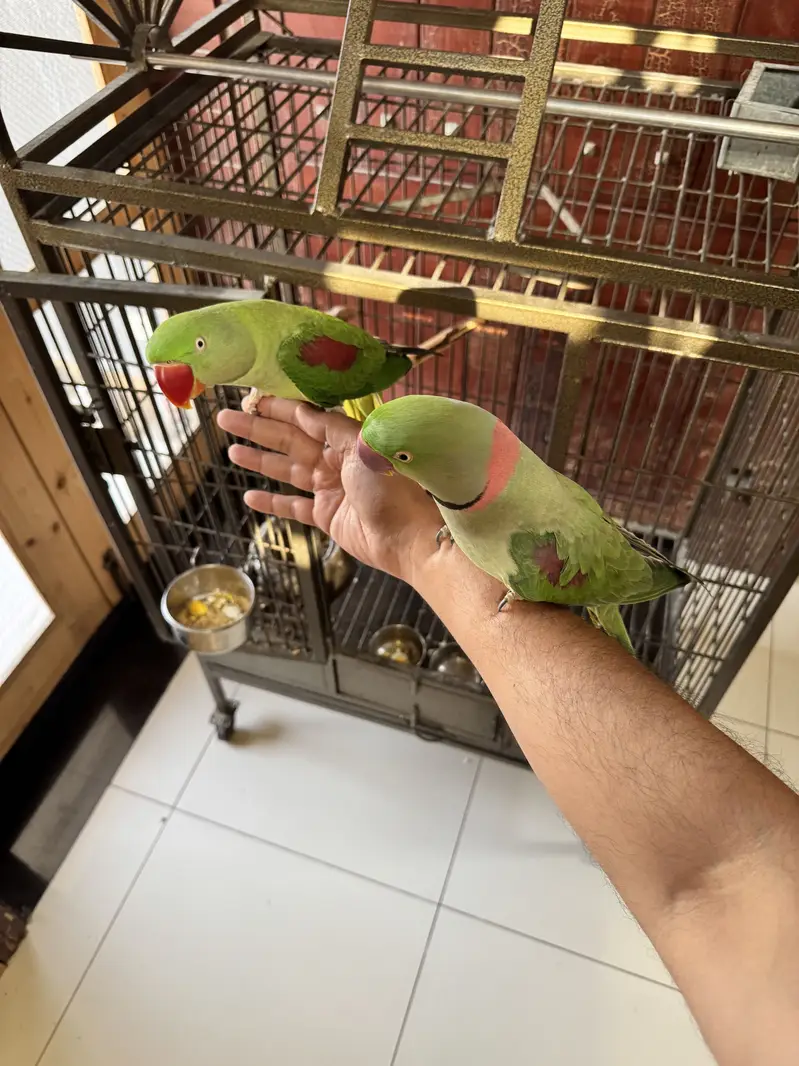 Adult Raw Pair Breeding Pahari Kashmiri — photo 5