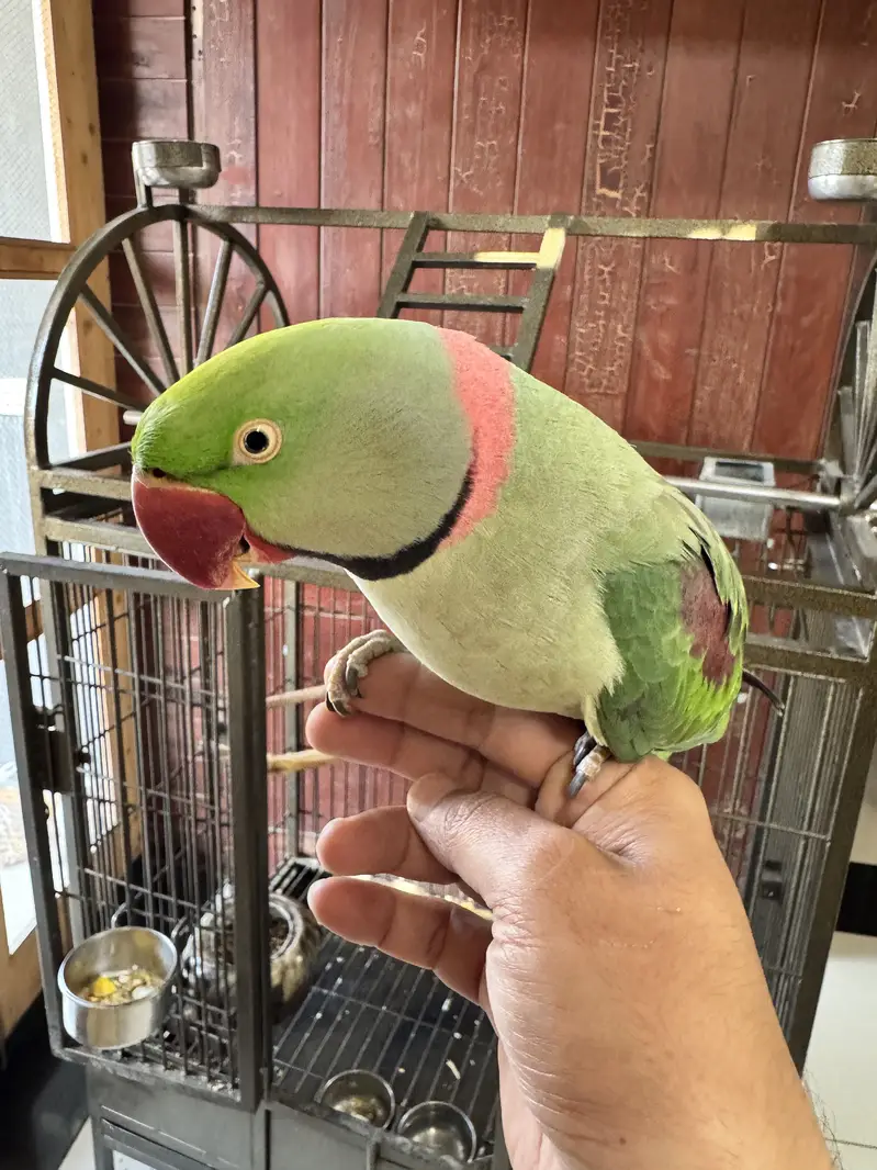 Adult Raw Pair Breeding Pahari Kashmiri — photo 6