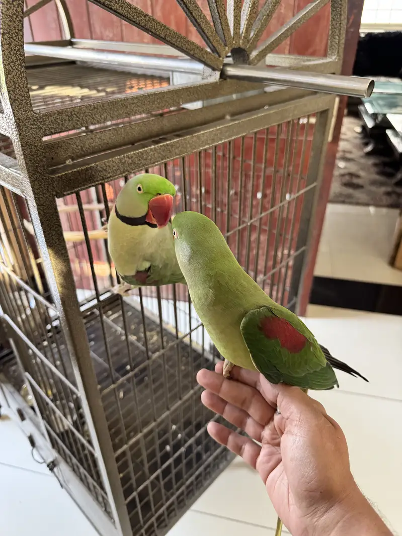Adult Raw Pair Breeding Pahari Kashmiri — photo 8
