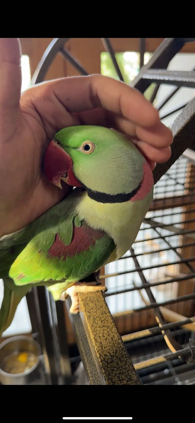 Adult Raw Pair Breeding Pahari Kashmiri — photo 10