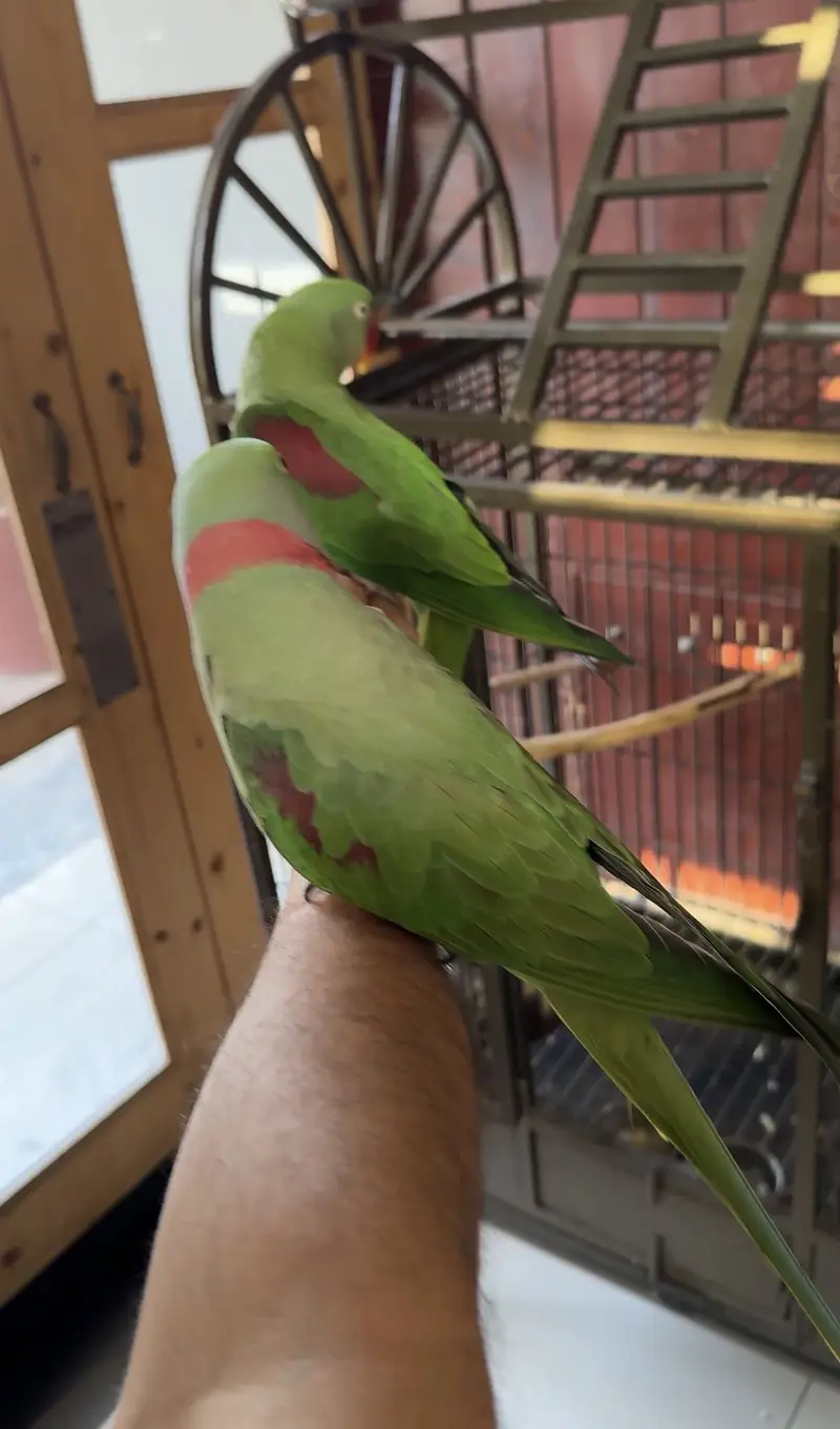 Adult Raw Pair Breeding Pahari Kashmiri — photo 11