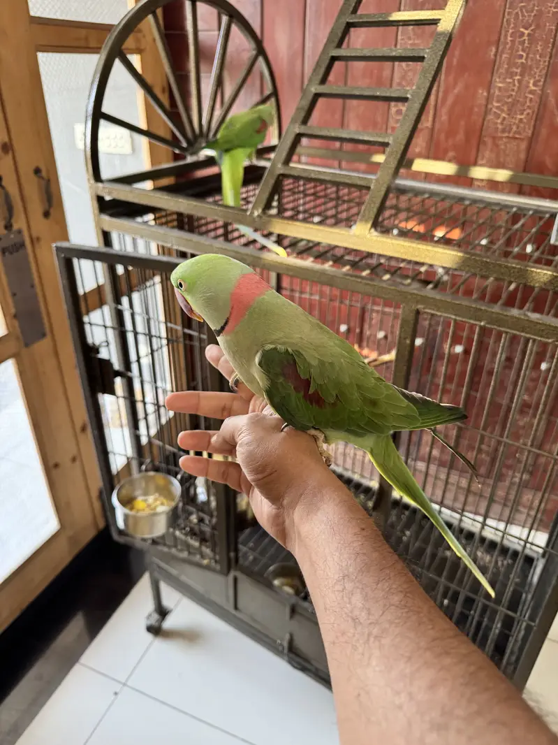 Adult Raw Pair Breeding Pahari Kashmiri — photo 12