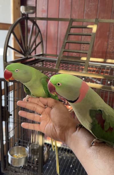 Adult Raw Pair Breeding Pahari Kashmiri
