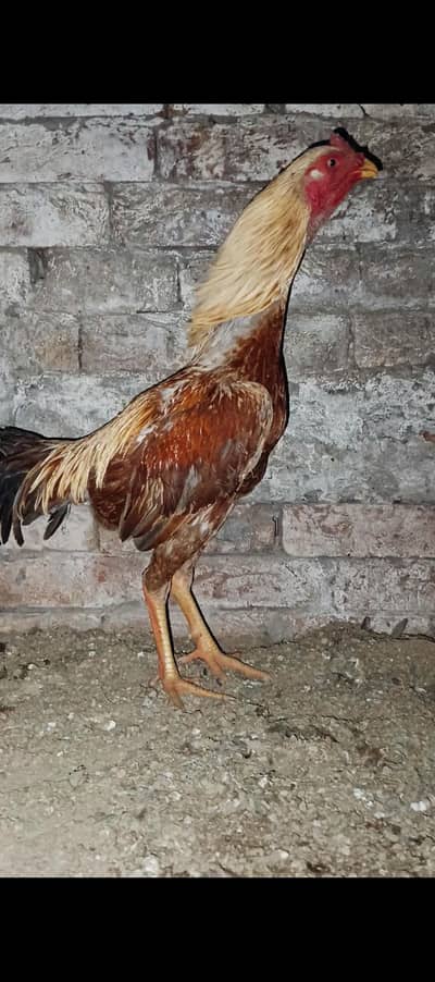 Thai burmi hint cross