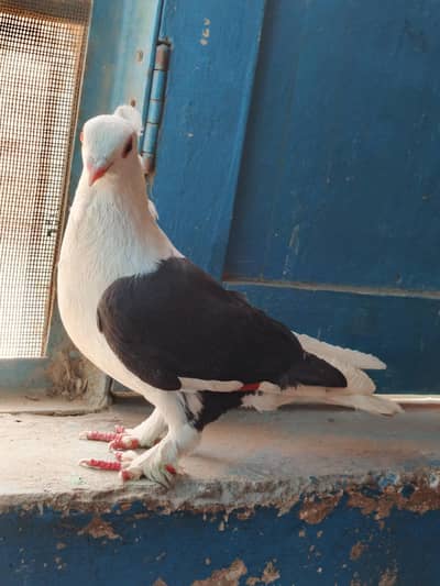 Black Sentint female for sale