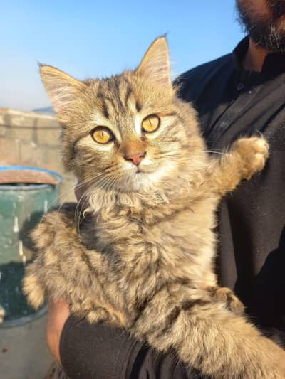 Male Persian cat for sale