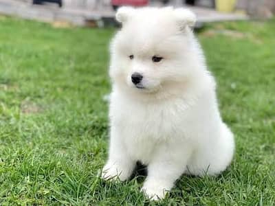 Samoyed Russian dog puppy is up for sale