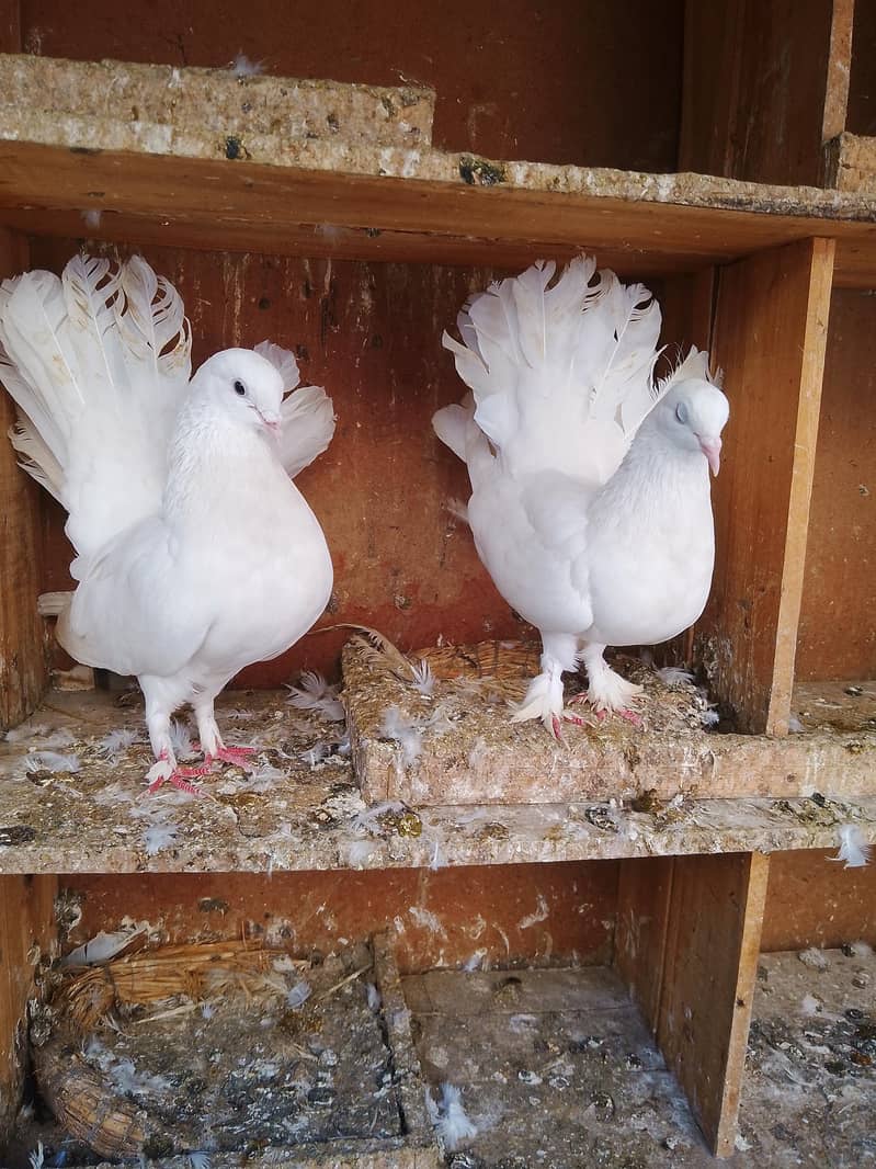 fancy pigeons 4