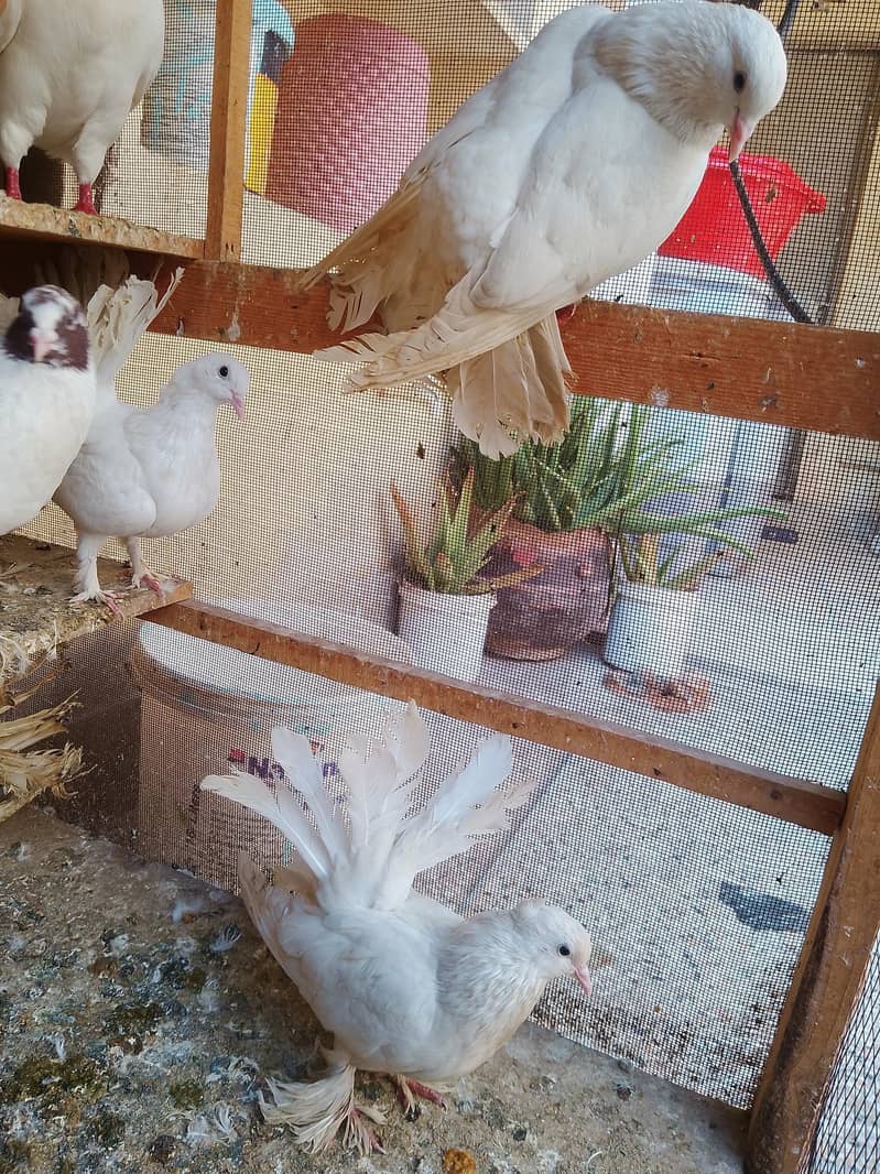 fancy pigeons 6