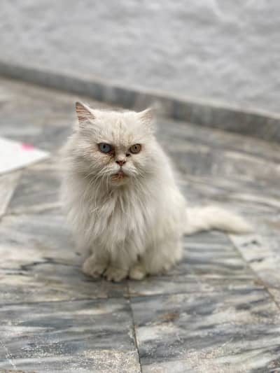 Persian Female Odd eyes long coat