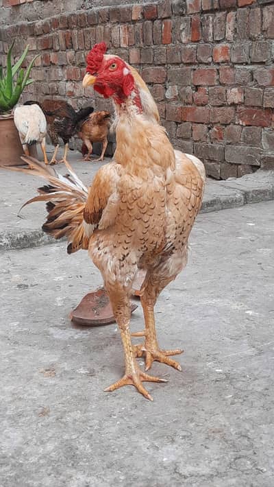 aseel ek pair hai or ek murga