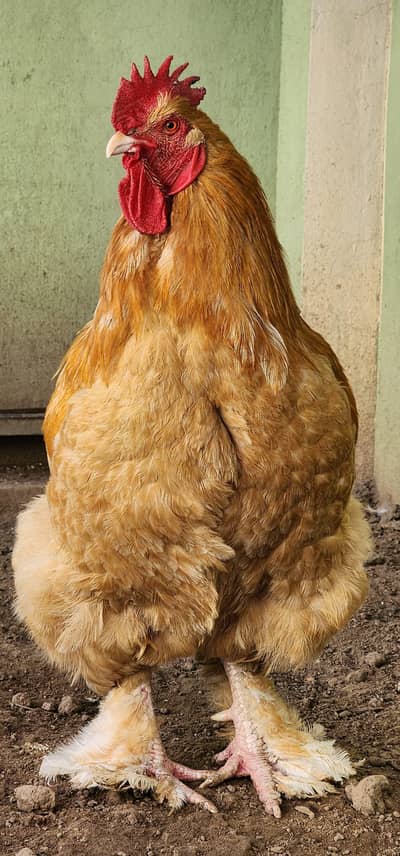 Golden Buff Fertile Eggs