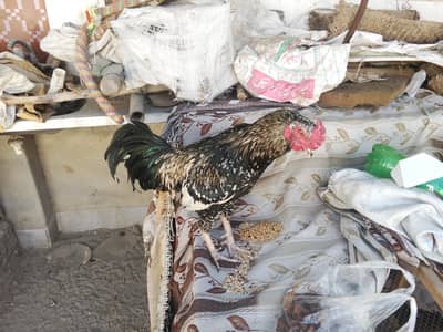 watts up pr rabta kre