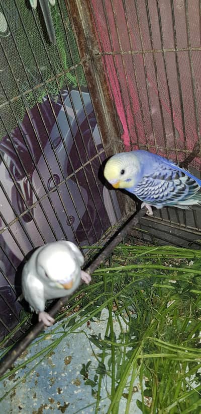 budgies phathy available for sale home breed