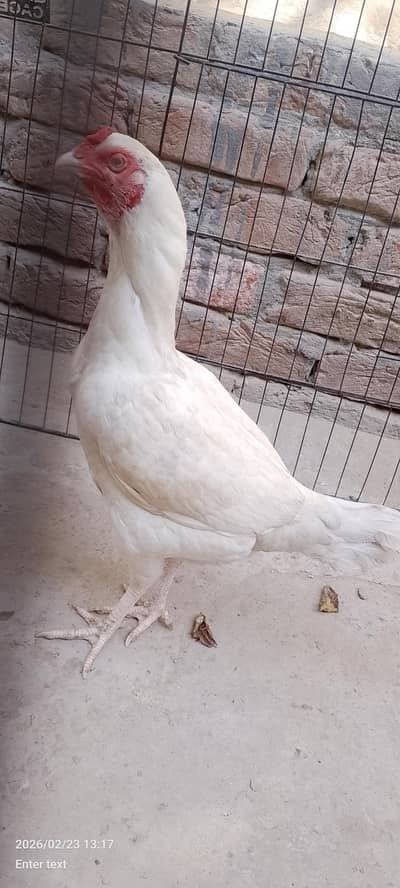 paper white breeder female