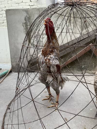 Pure Aseel Pair Exchange possible