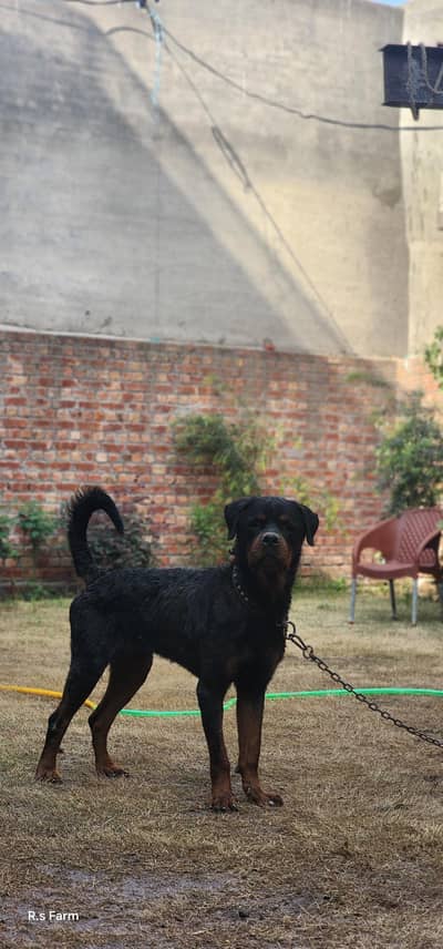Rottweiler Male Best for Security