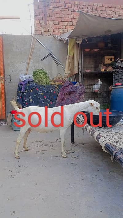 pure tedi bakri gaban tiyar 15 din me bachy dy gi