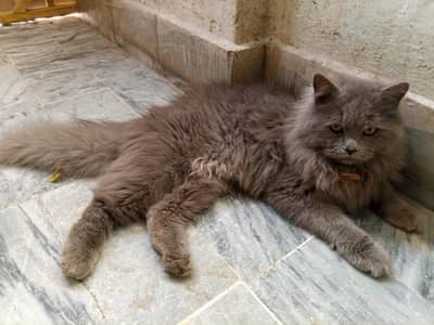 PERSIAN CAT YELLOW EYES PUNCH FACE LOADED COUT HIGH QUALITY MALE CAT