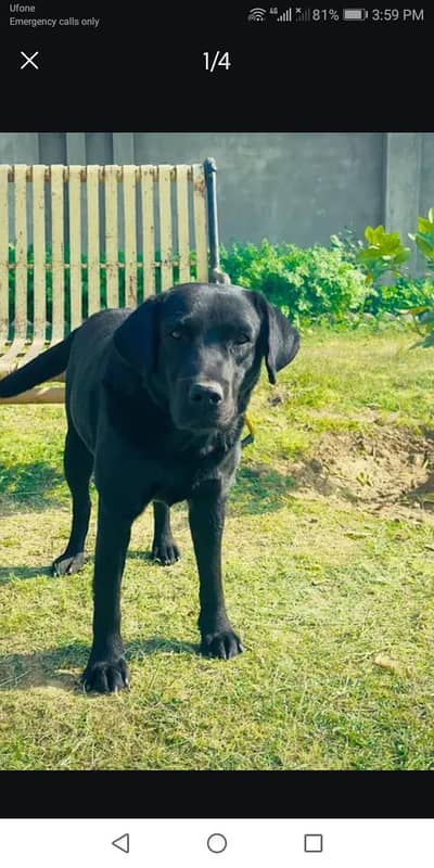 British Labrador 10month