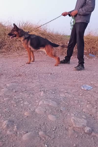 German shepherd female