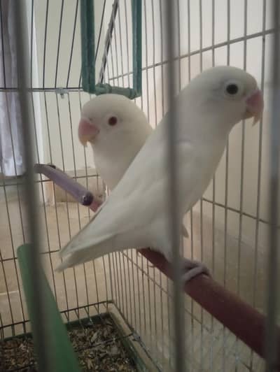 Albino Red eye and black eye pair