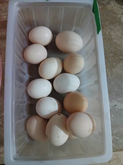 Pure desi ghar ki murghion k anday eggs for sale