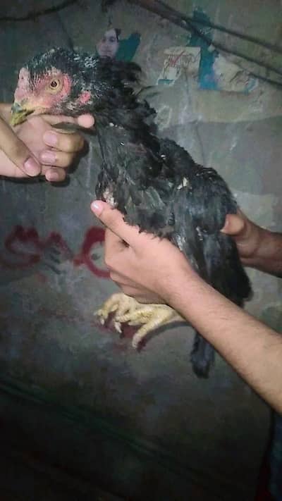 aseel lassani murgi 03124665443