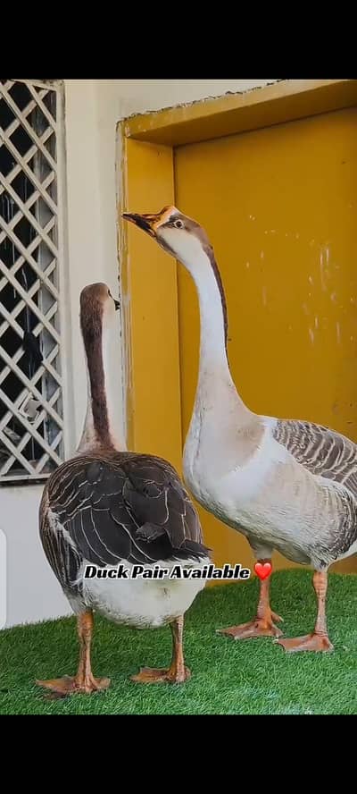Duck Pair Available Large size ki Duck he
