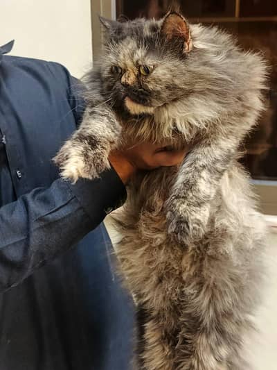 punch face tripple coat young  female available for sale