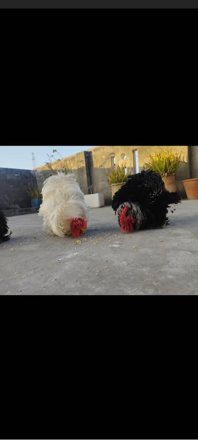 GOLDEN ,BLACK COCCO HEAVY BUFF, FRAZZLE BENTUM, BLUE POLISH BREEDERS