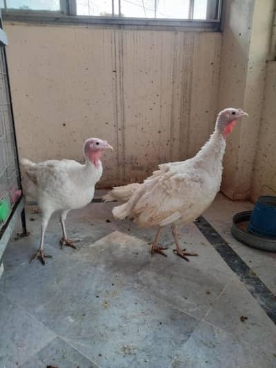 Eggs laying female turkey   for sale