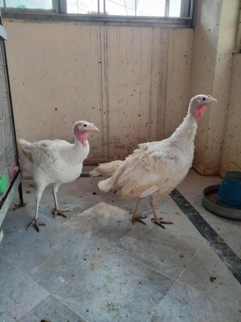 Eggs laying 2  female 1 male turkey   for sale