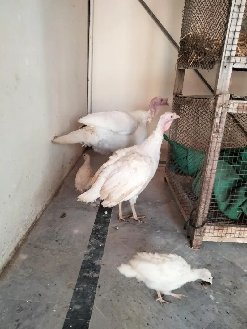 Eggs laying 2  female 1 male turkey   for sale — photo 2