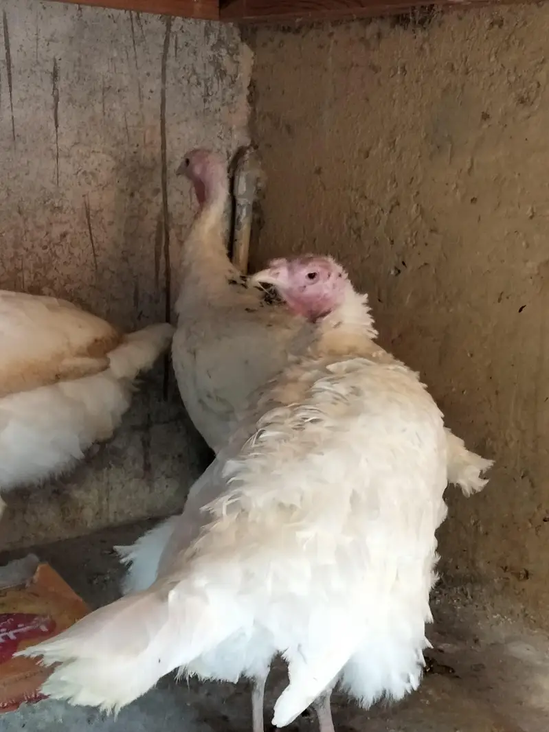 Eggs laying 2  female 1 male turkey   for sale — photo 3