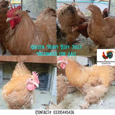 Golden Heavy Buff Huge Size Fully Vaccinated 2 male 1 female for sale