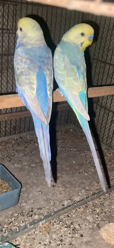 Rainbow budgie ready pair