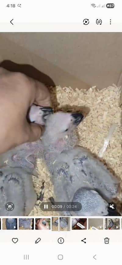 African grey Rate one baby