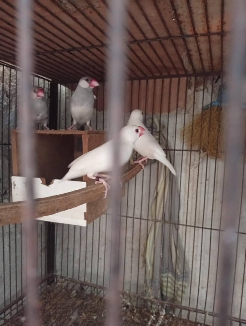 silver and white java 0