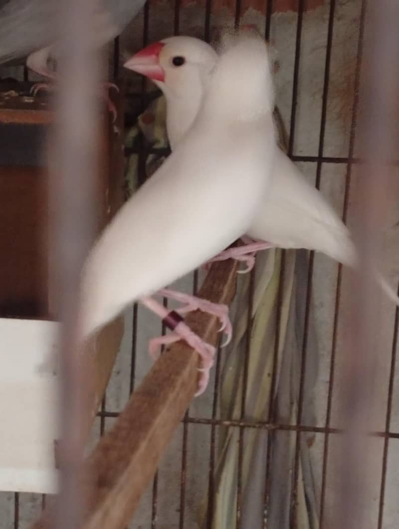 silver and white java 3