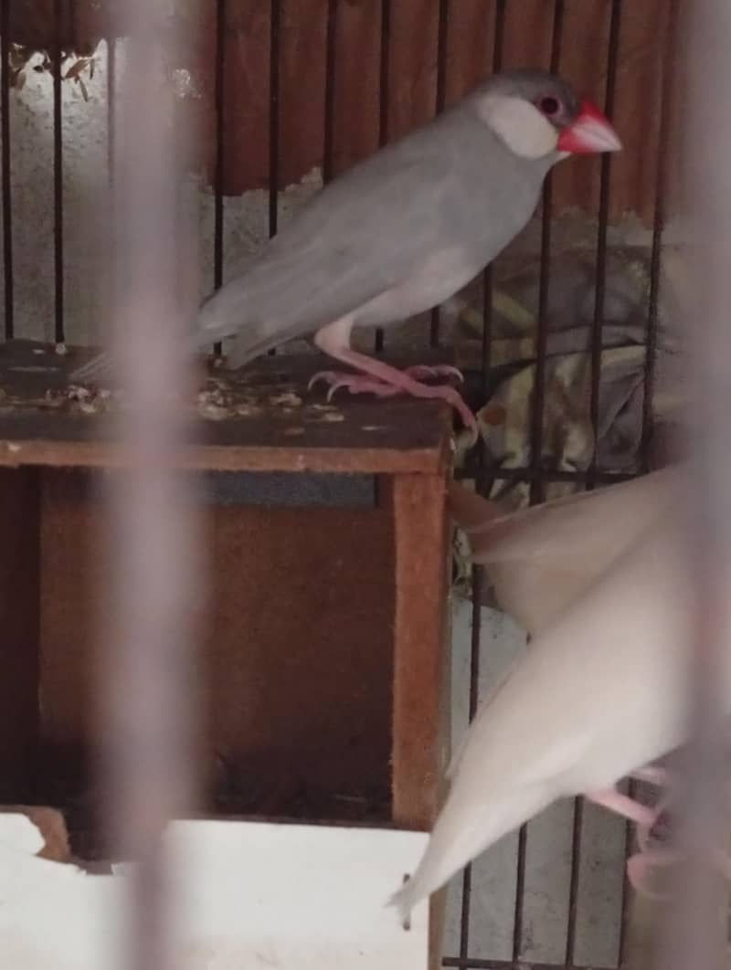 silver and white java 5