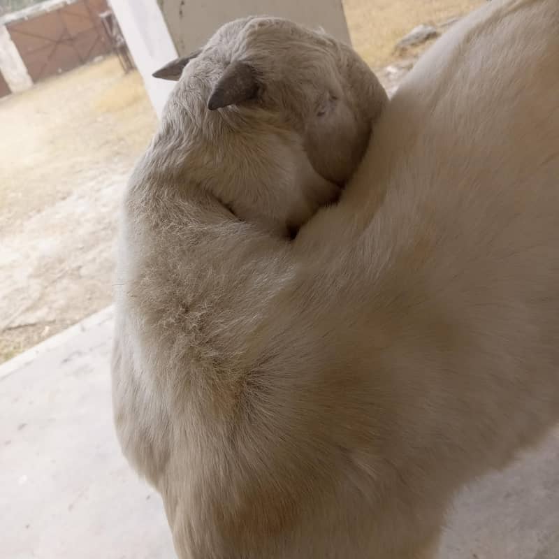 بریڈر(کھیرا) بکرا 1