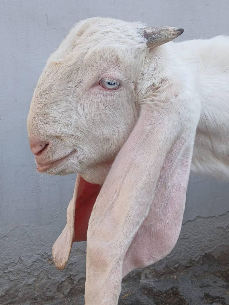 بریڈر(کھیرا) بکرا 3